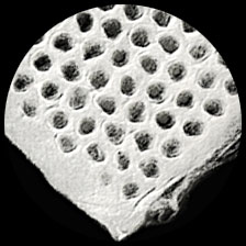 Paper Honeycomb - white **ND-SO**