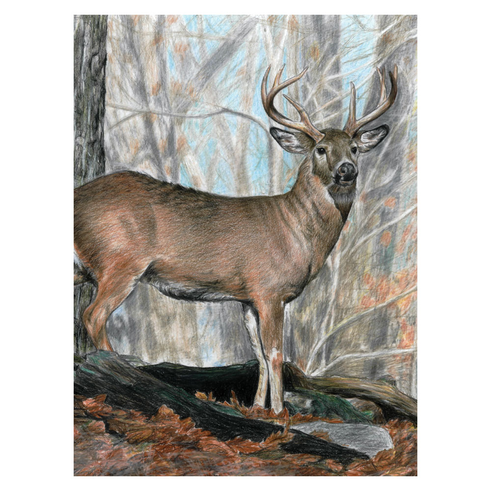 Royal & Langnickel Colured Pencil by Numbers Whitetail Buck