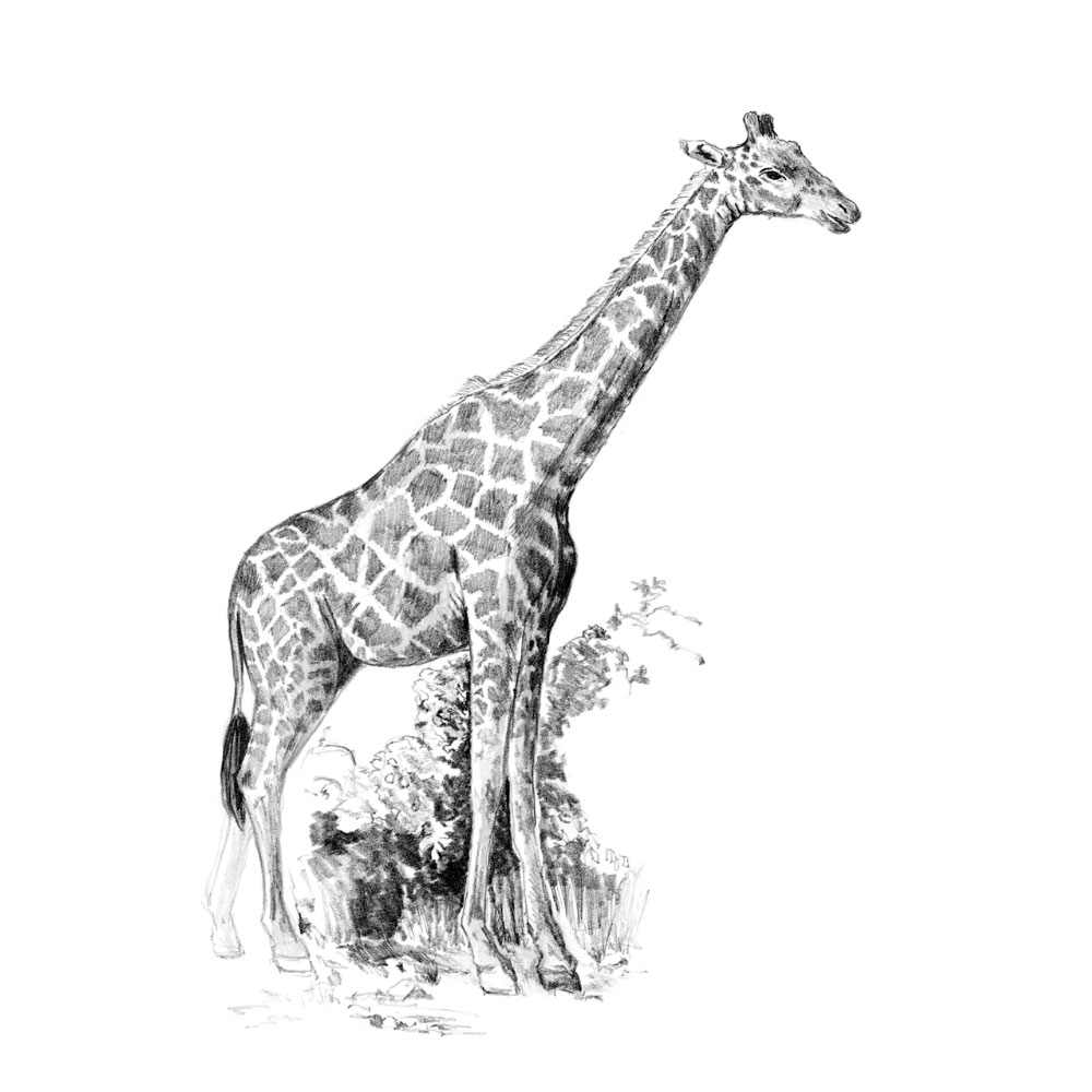 Royal & Langnickel Mini Sketching Made Easy Giraffe