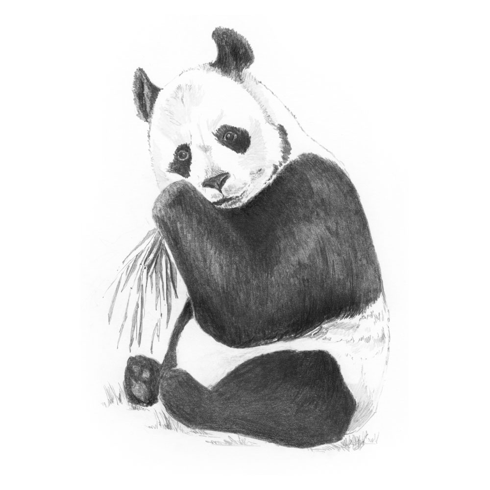 Royal & Langnickel Mini Sketching Made Easy Panda