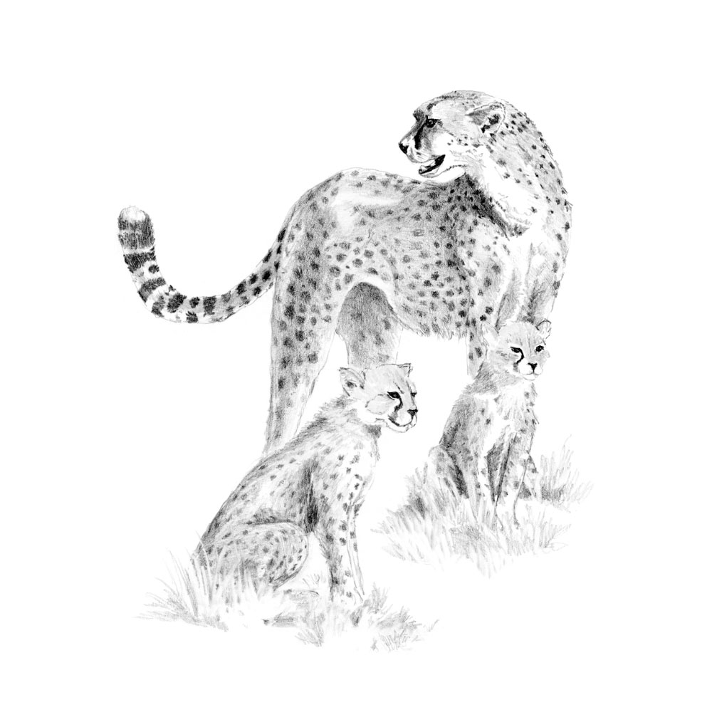 Royal & Langnickel Sketching Made Easy Cheetah & Cub