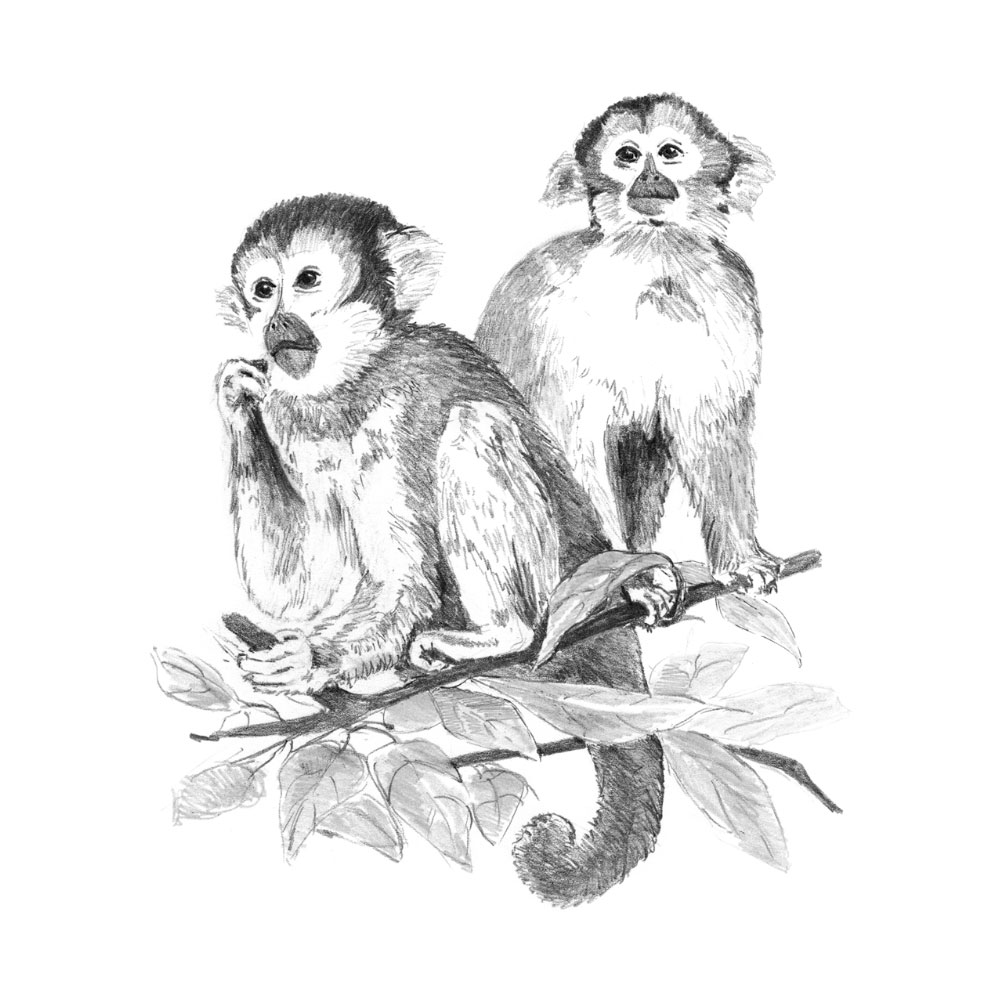 Royal & Langnickel Sketching Made Easy Monkeys