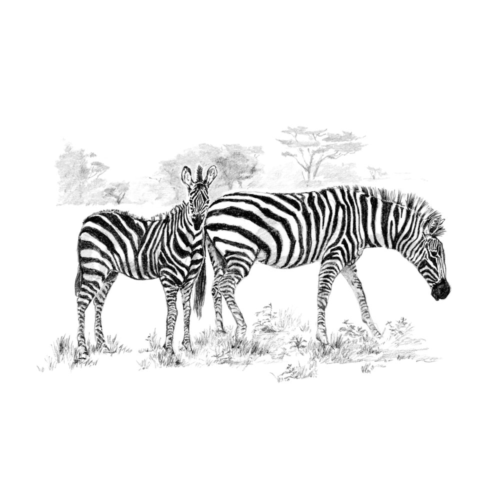 Royal & Langnickel Sketching Made Easy Zebras