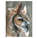 Royal & Langnickel Coloured Pencil by Numbers Sepia Owl