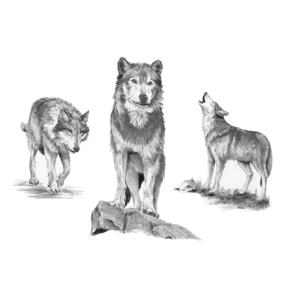 Royal & Langnickel Sketching Made Easy Wolves